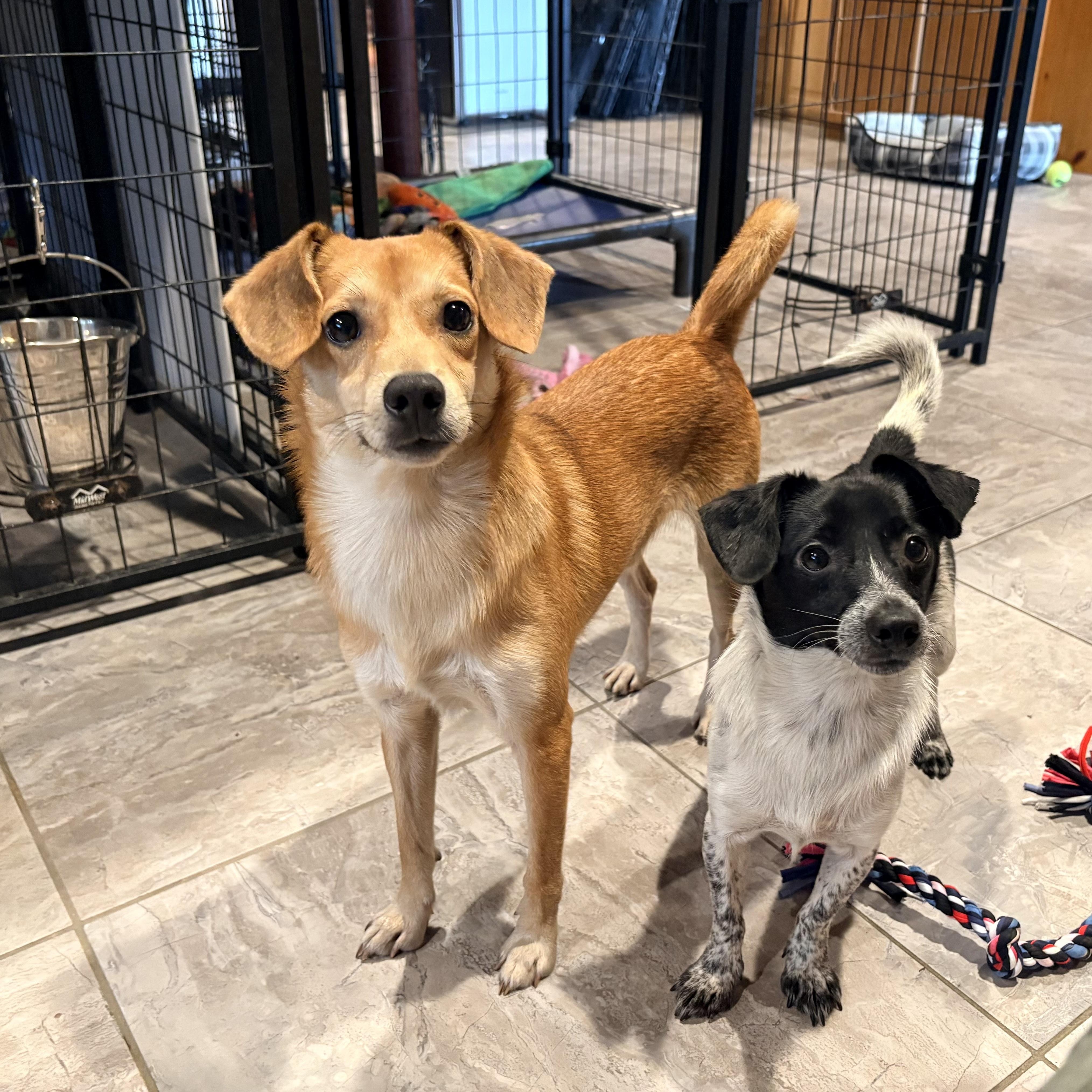 Enlarge Bryan, a Adoptable mixed breed in Weare, NH image 3/6
