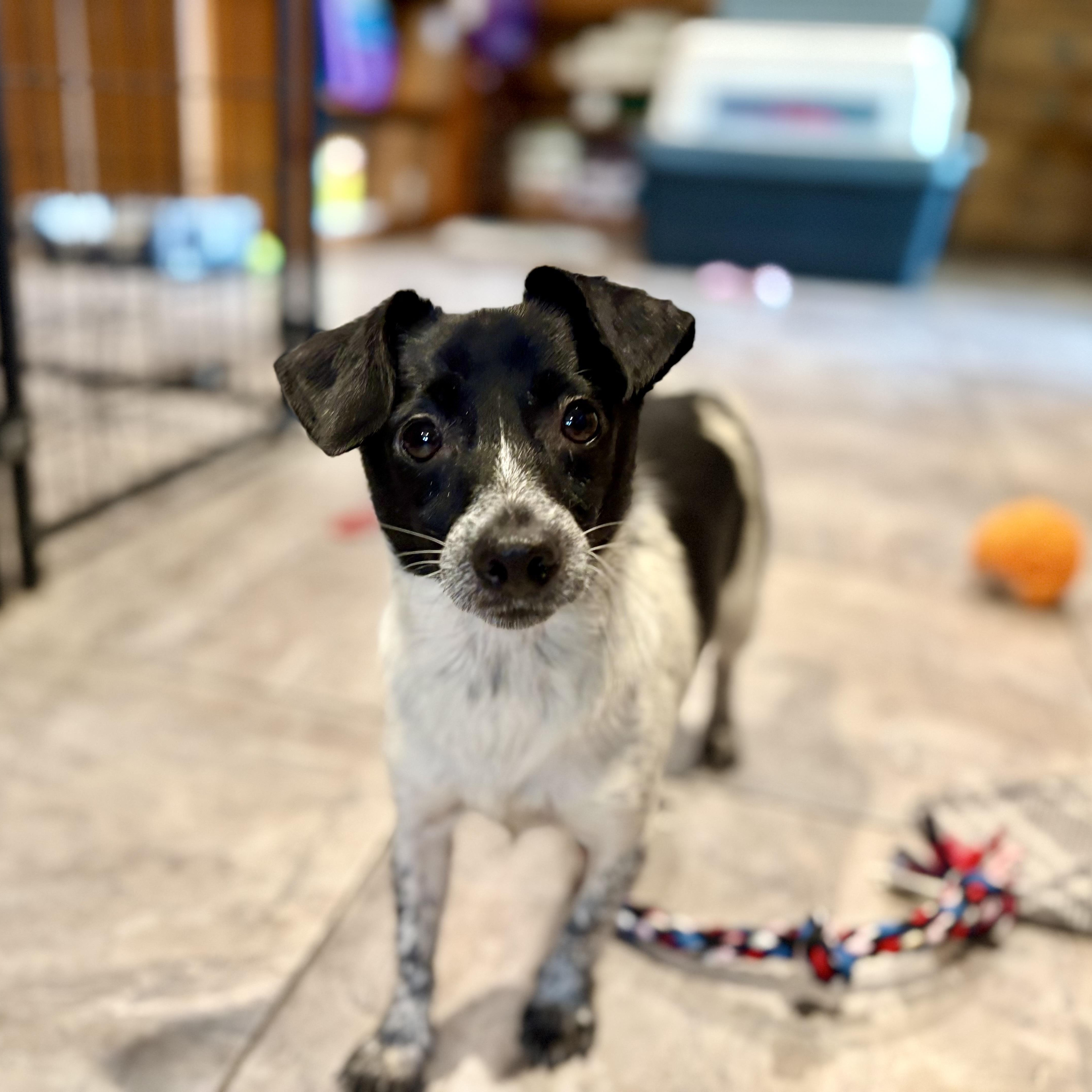 Bryan, Adoptable, Young Male Chihuahua.