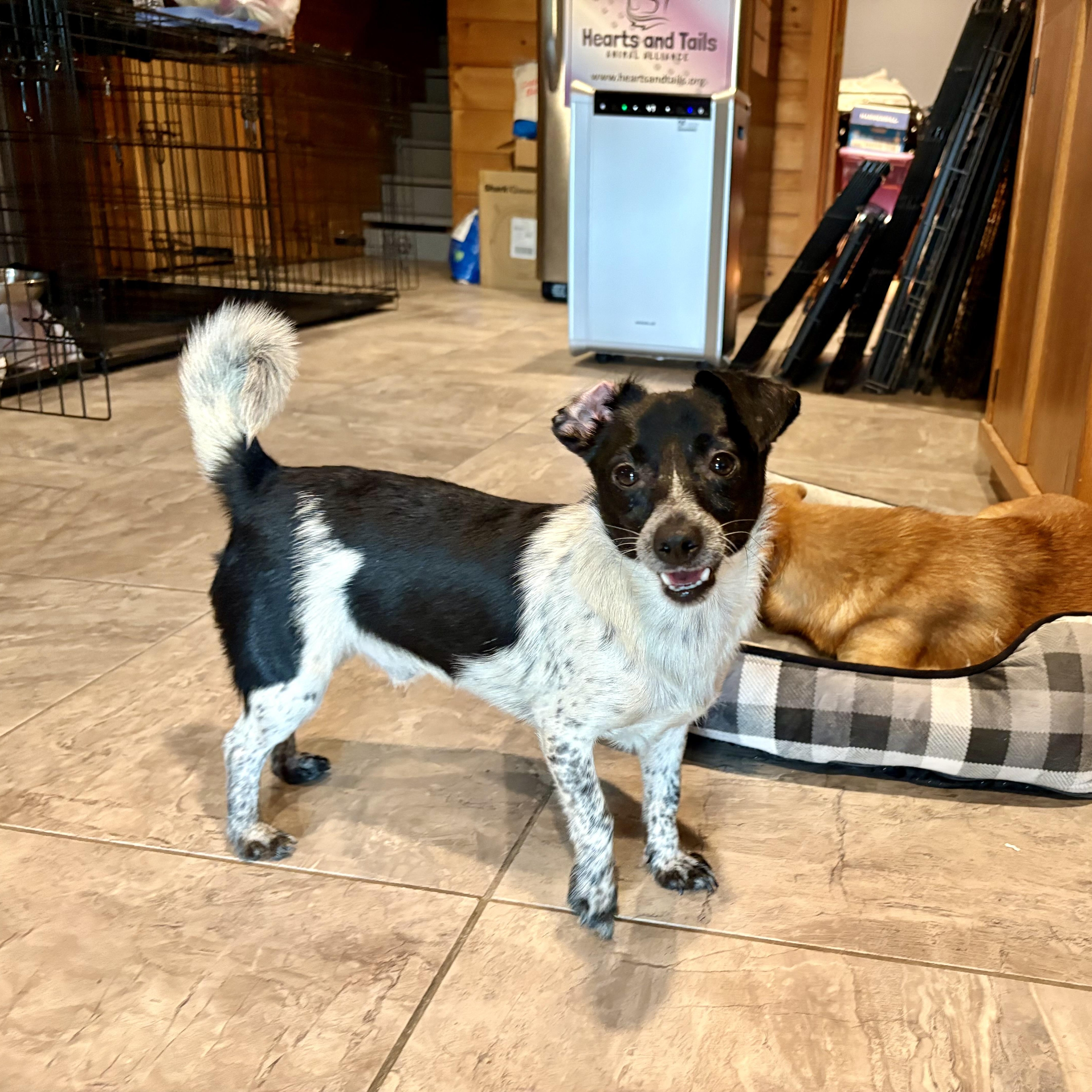 Enlarge Bryan, a Adoptable mixed breed in Weare, NH image 6/6