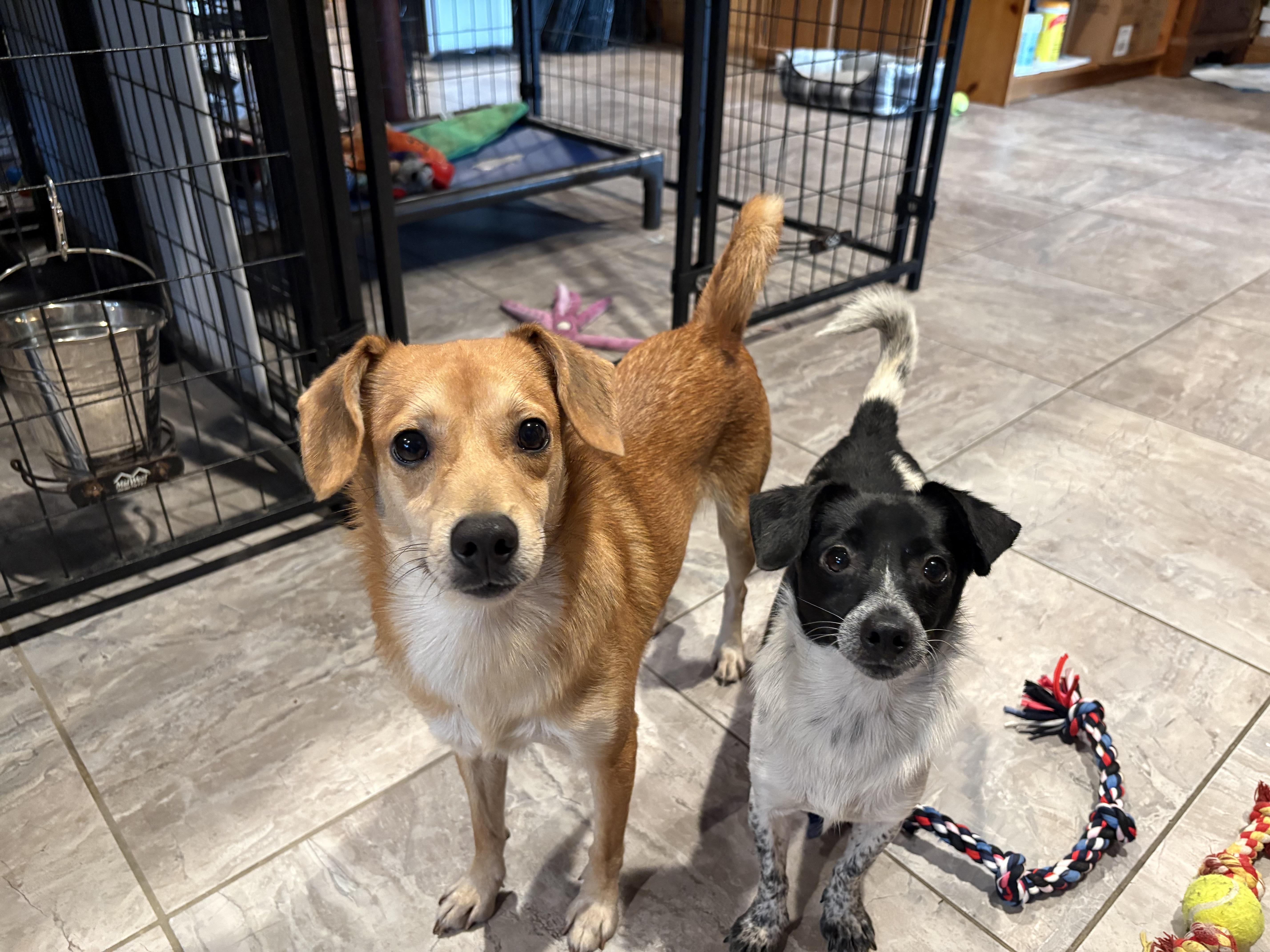 Enlarge Bryan, a Adoptable mixed breed in Weare, NH image 2/6