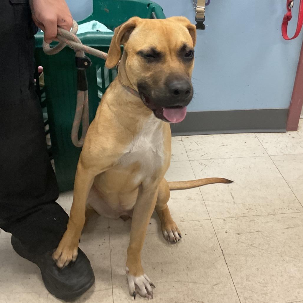 Mia, Adoptable, Young Female Shepherd & Mixed Breed.