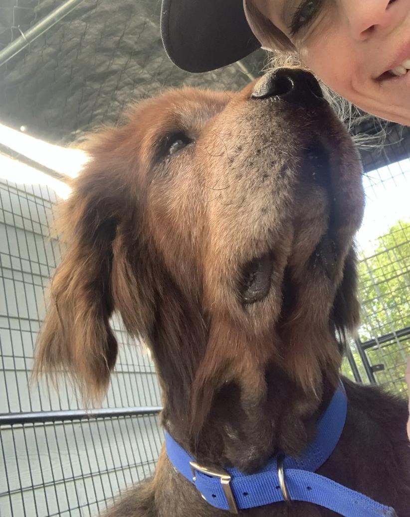 Enlarge Big Red, a ADOPTABLE Tibetan Mastiff in Davis, CA image 2/4