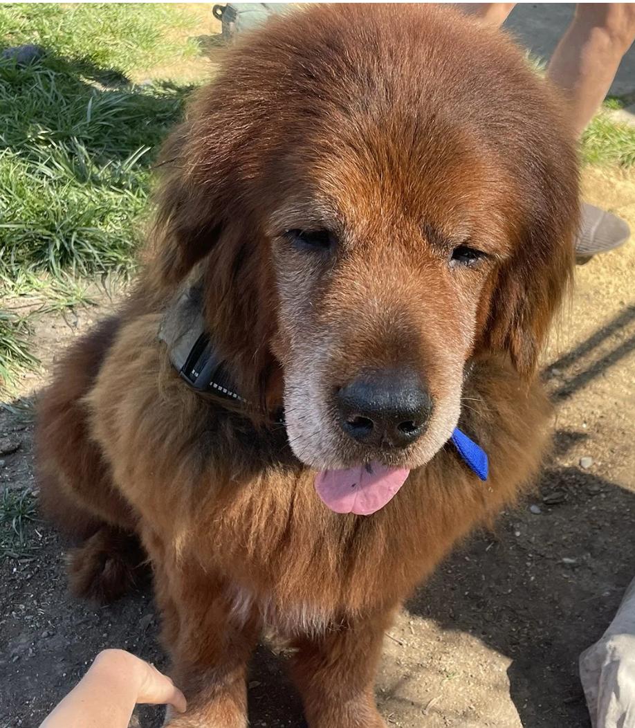 Enlarge Big Red, a ADOPTABLE Tibetan Mastiff in Davis, CA image 4/4