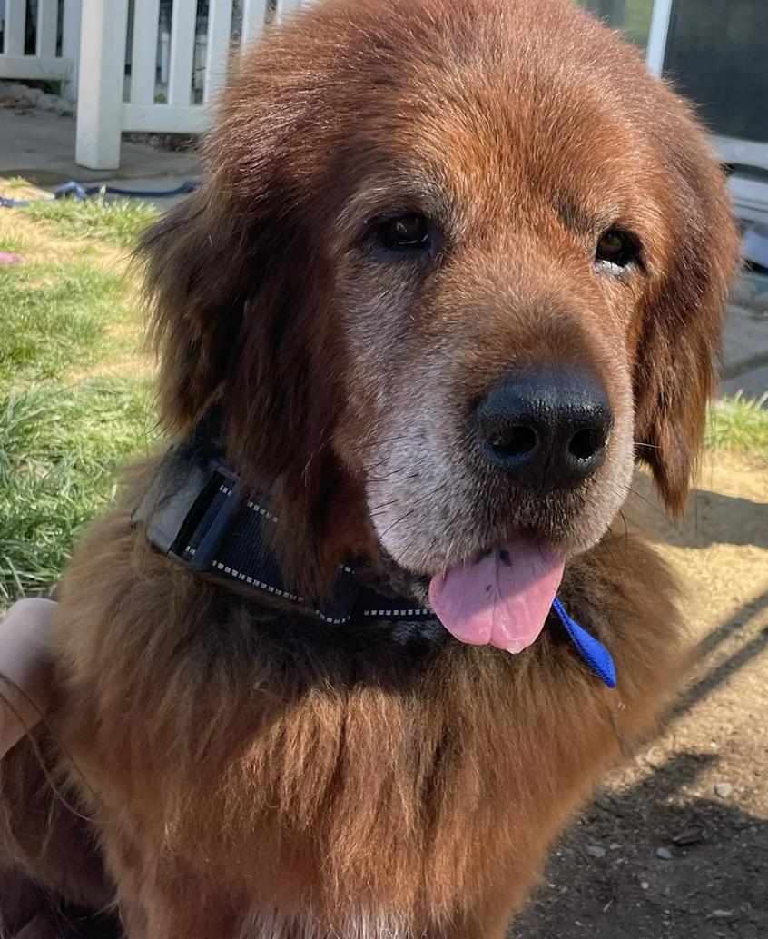 Big Red, ADOPTABLE, Adult Male Tibetan Mastiff.