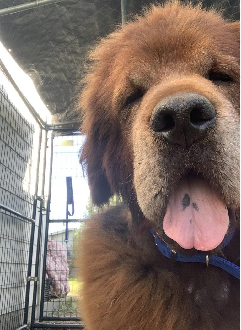 Enlarge Big Red, a ADOPTABLE Tibetan Mastiff in Davis, CA image 3/4