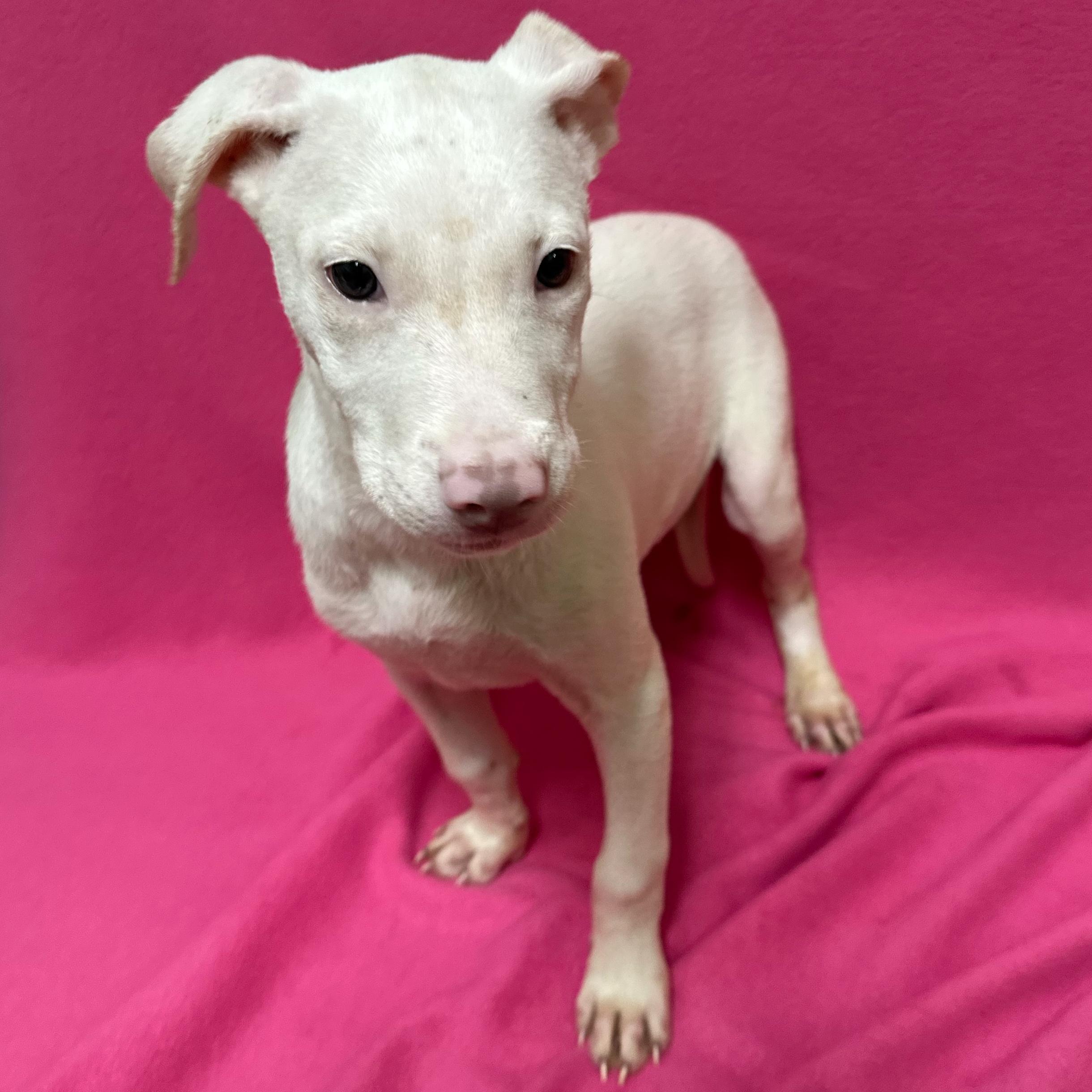 Chestnut, an adopted mixed breed in Valdosta, GA image 2/4