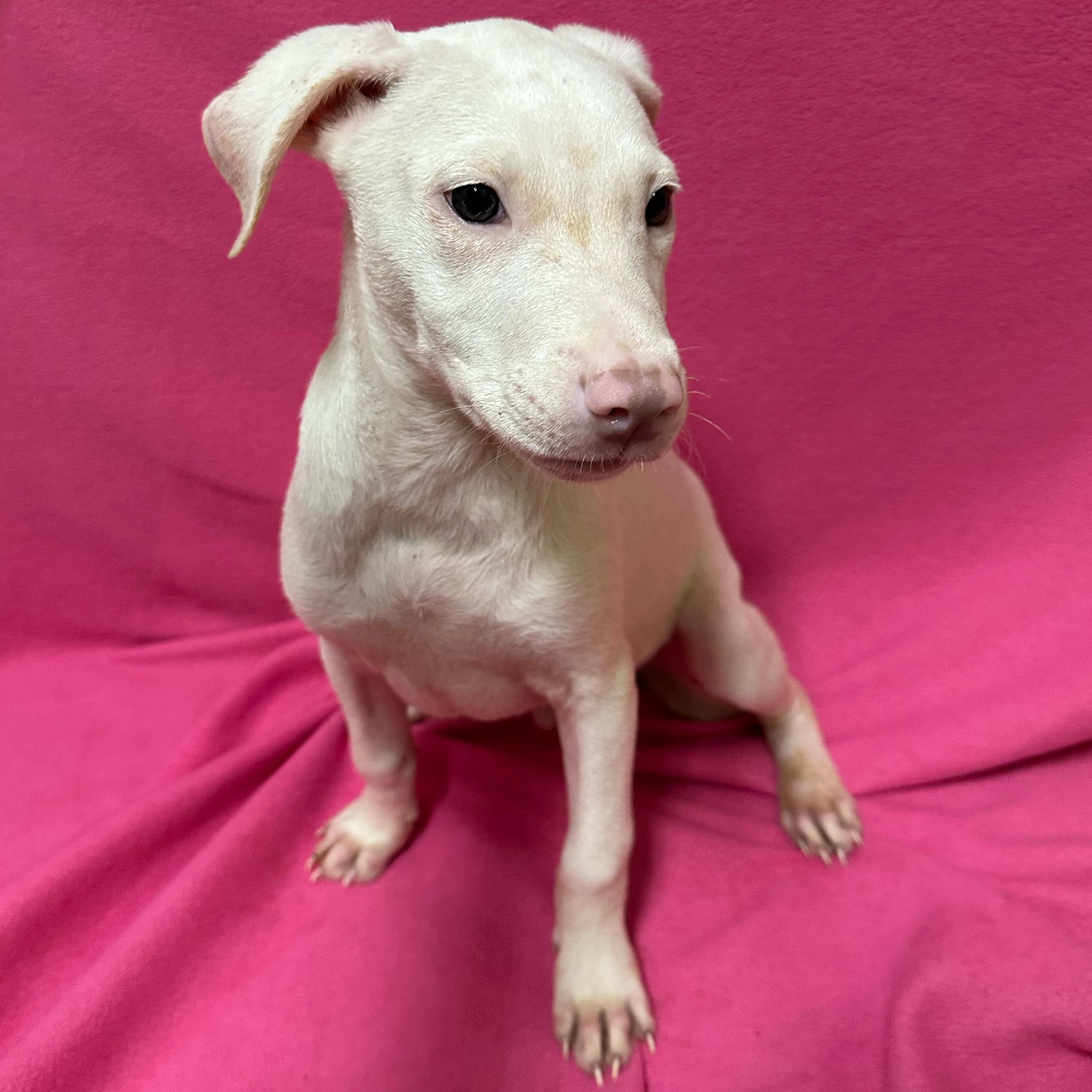 Chestnut, an adopted mixed breed in Valdosta, GA image 1/4