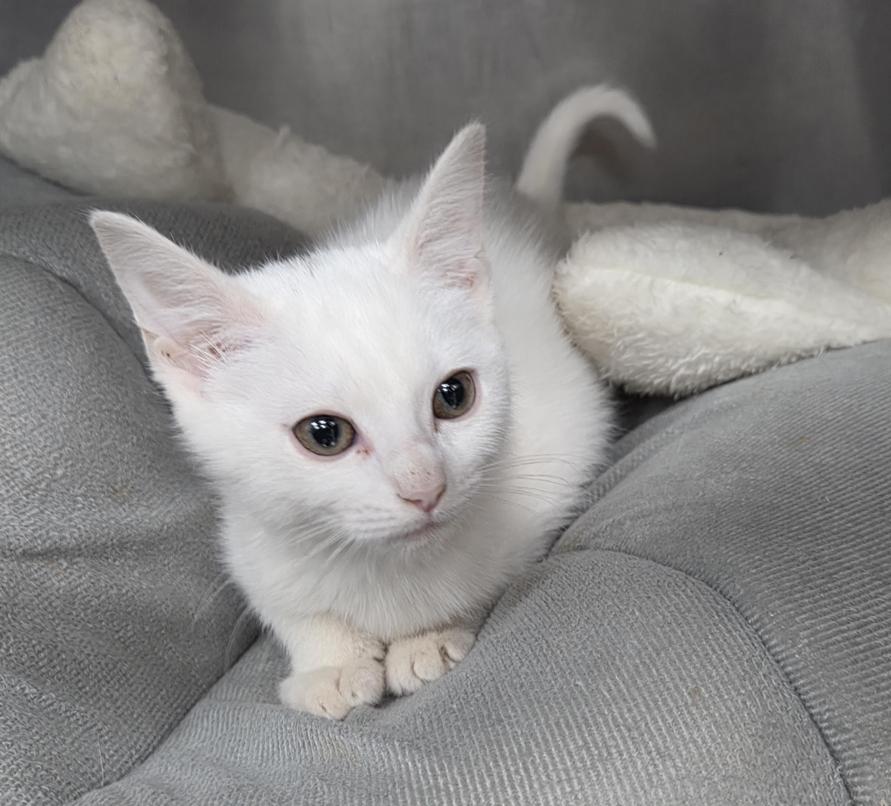 Rose, ADOPTABLE, Kitten Female Domestic Short Hair.