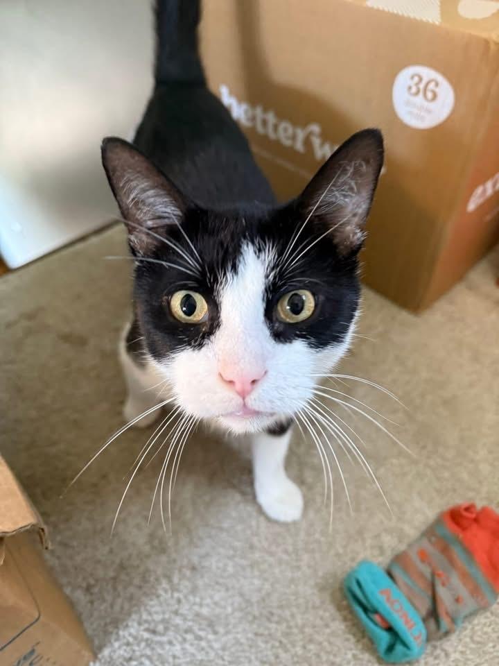 Enlarge Maveryck, a Adoptable Domestic Short Hair in Grove City, OH image 2/6