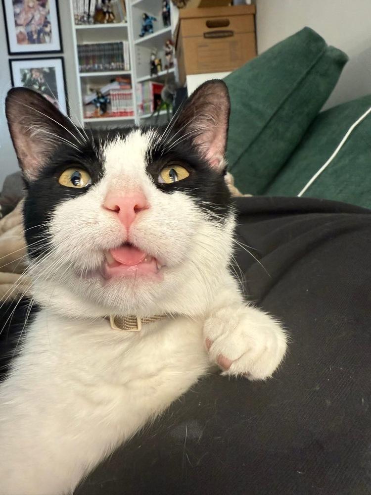 Enlarge Maveryck, a Adoptable Domestic Short Hair in Grove City, OH image 3/6