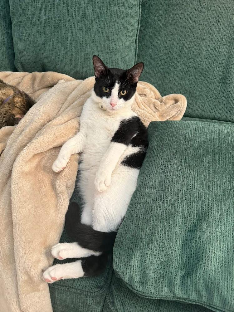 Enlarge Maveryck, a Adoptable Domestic Short Hair in Grove City, OH image 4/6