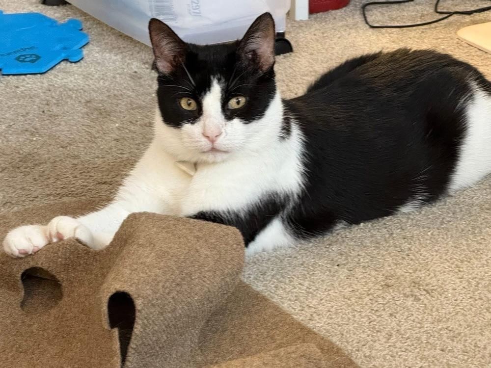 Maveryck, Adoptable, Adult Male Domestic Short Hair.