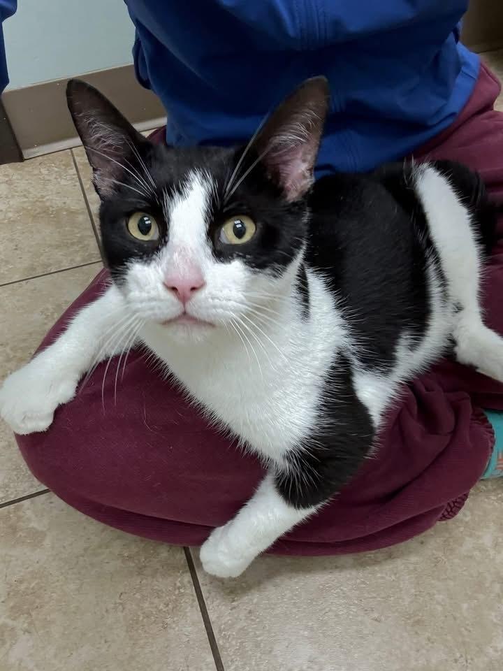 Enlarge Maveryck, a Adoptable Domestic Short Hair in Grove City, OH image 6/6