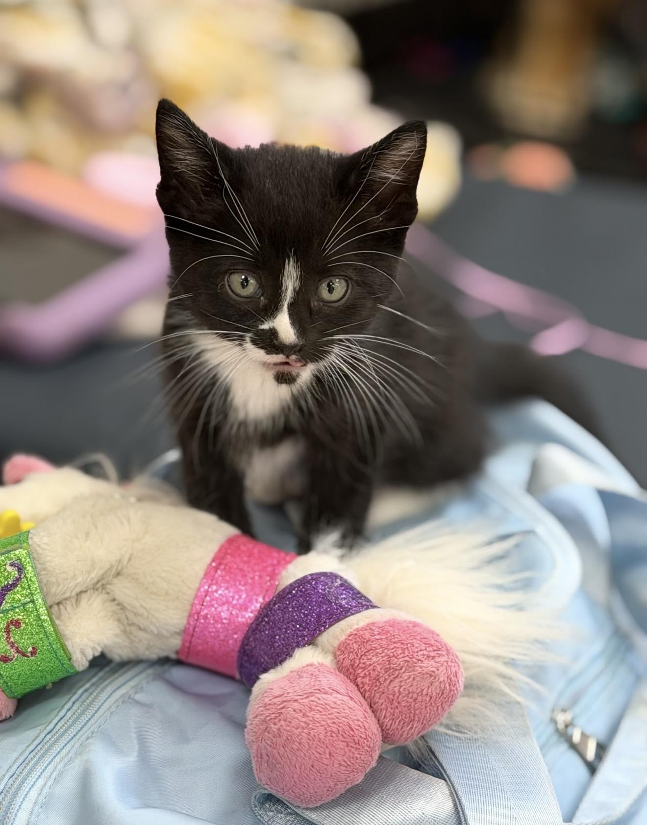 Zen, ADOPTABLE, Kitten Male Domestic Short Hair.