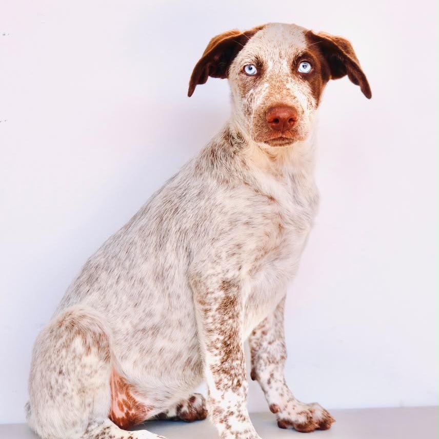 Enlarge Monstera, a Adoptable mixed breed in San Diego, CA image 3/3