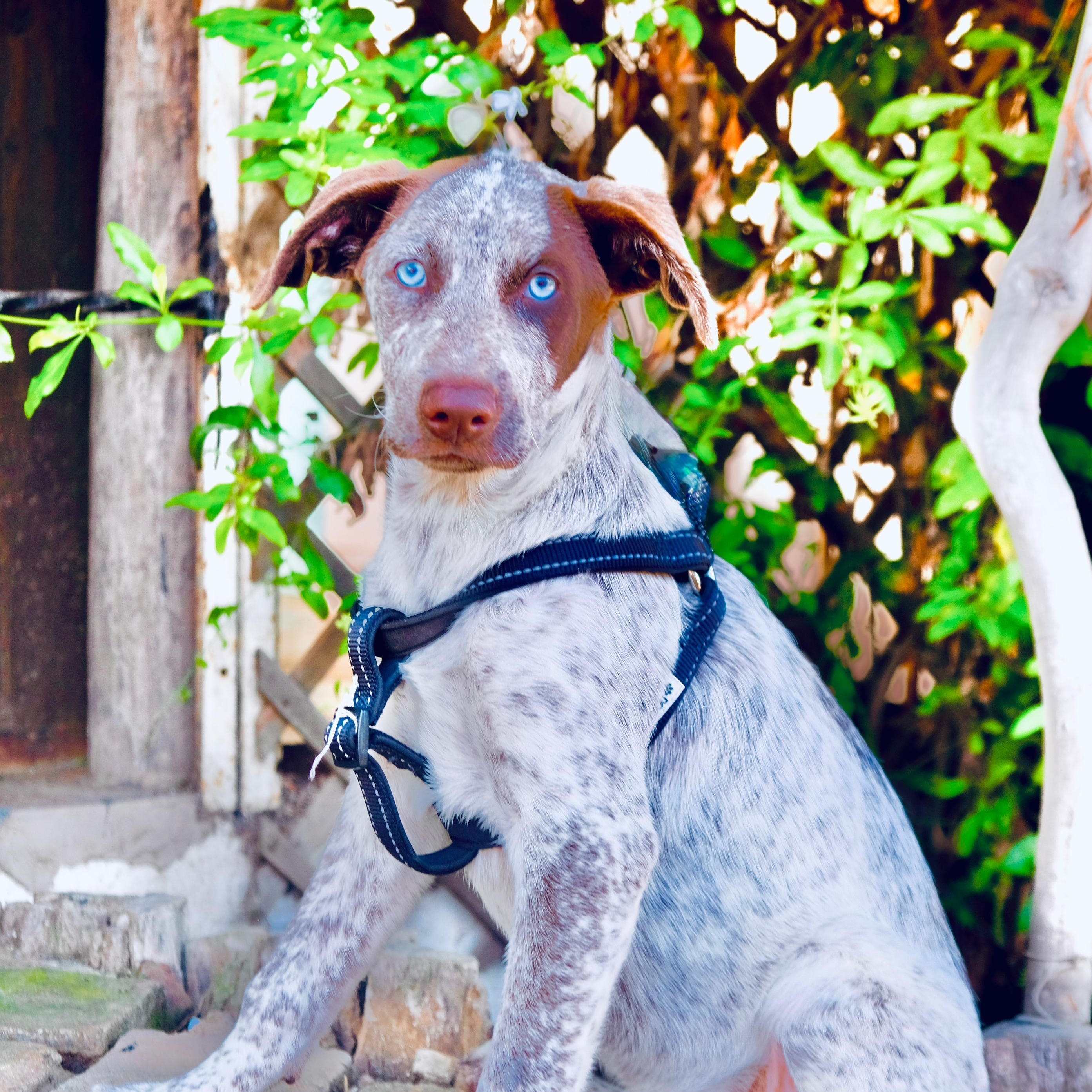 Monstera, Adoptable, Puppy Female Australian Shepherd & Catahoula Leopard Dog.