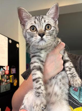 Enlarge Barry, an adopted Domestic Short Hair in Everett, WA image 3/3
