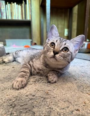 Enlarge Barry, an adopted Domestic Short Hair in Everett, WA image 2/3