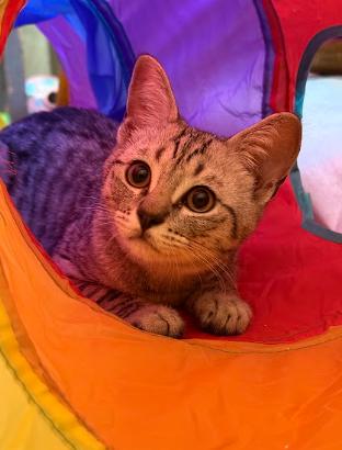 Barry, adopted, Kitten Male Domestic Short Hair.