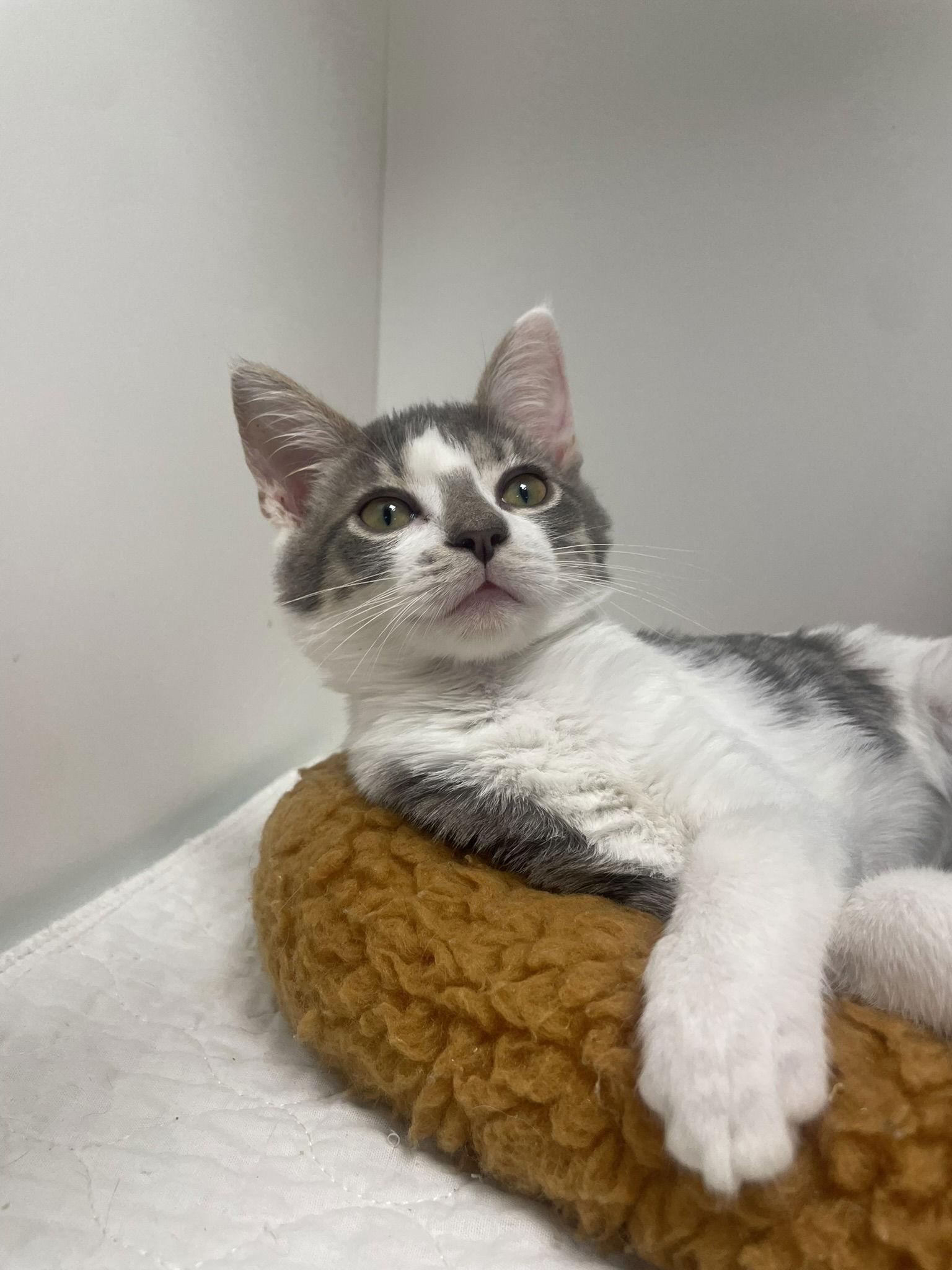 Enlarge Advil, a Adopted Domestic Short Hair in Satellite Beach, FL image 1/1