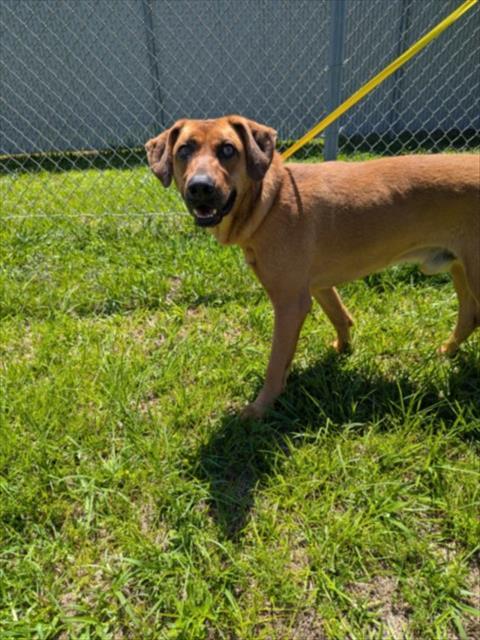 A520180, Adoptable, Young Male Black Mouth Cur & Mixed Breed.
