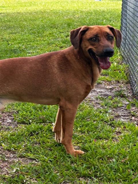 Enlarge A520180, a Adoptable mixed breed in Wilmington, NC image 1/1