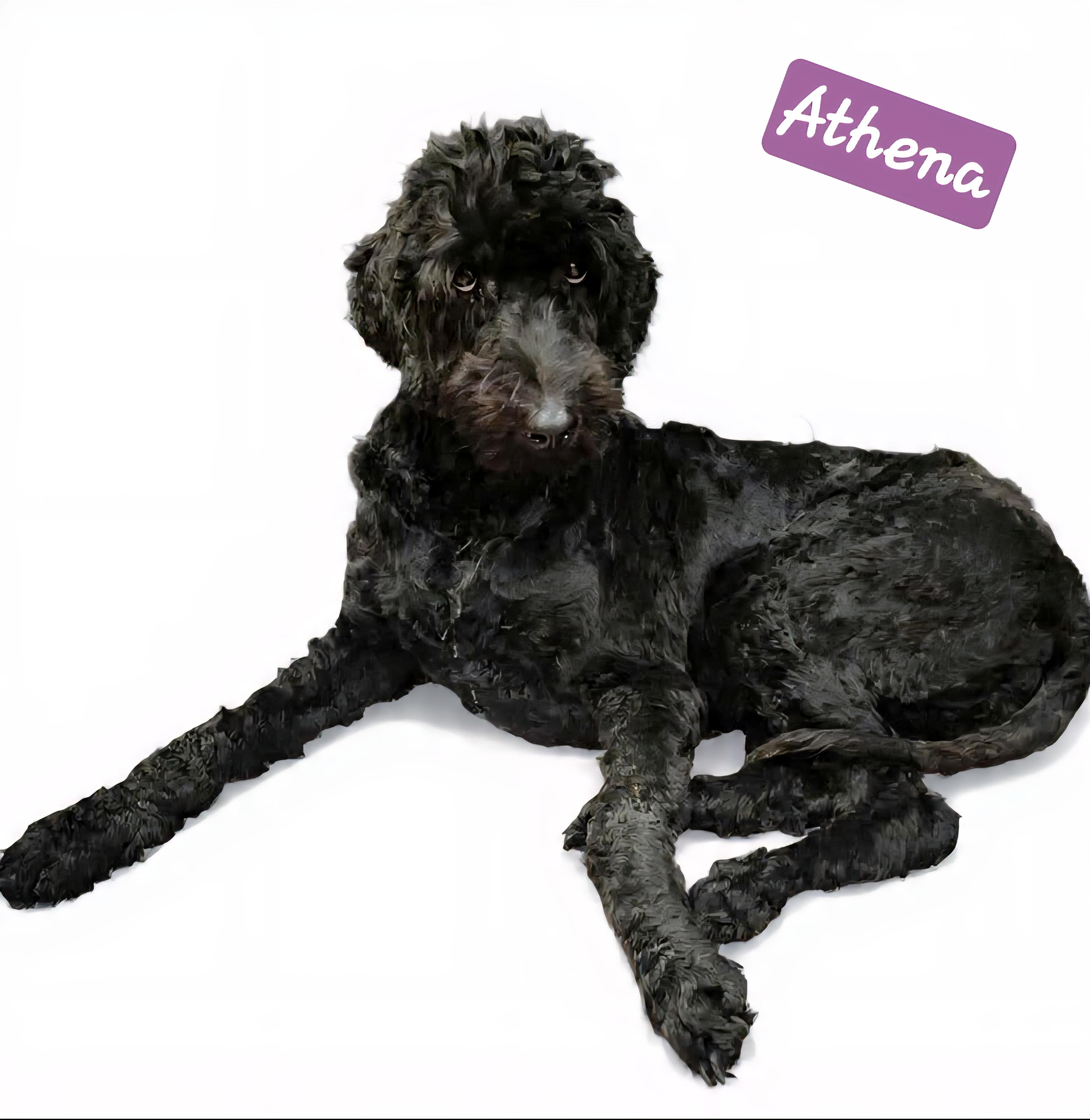 Enlarge Athena, a ADOPTABLE Goldendoodle in Wheelersburg, OH image 2/2