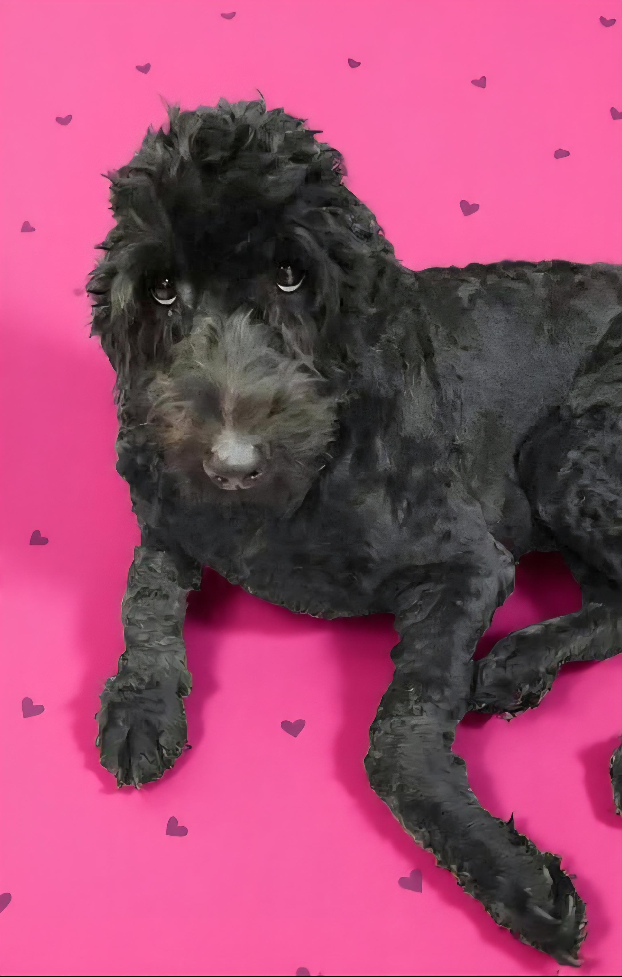 Enlarge Athena, a ADOPTABLE Goldendoodle in Wheelersburg, OH image 1/2