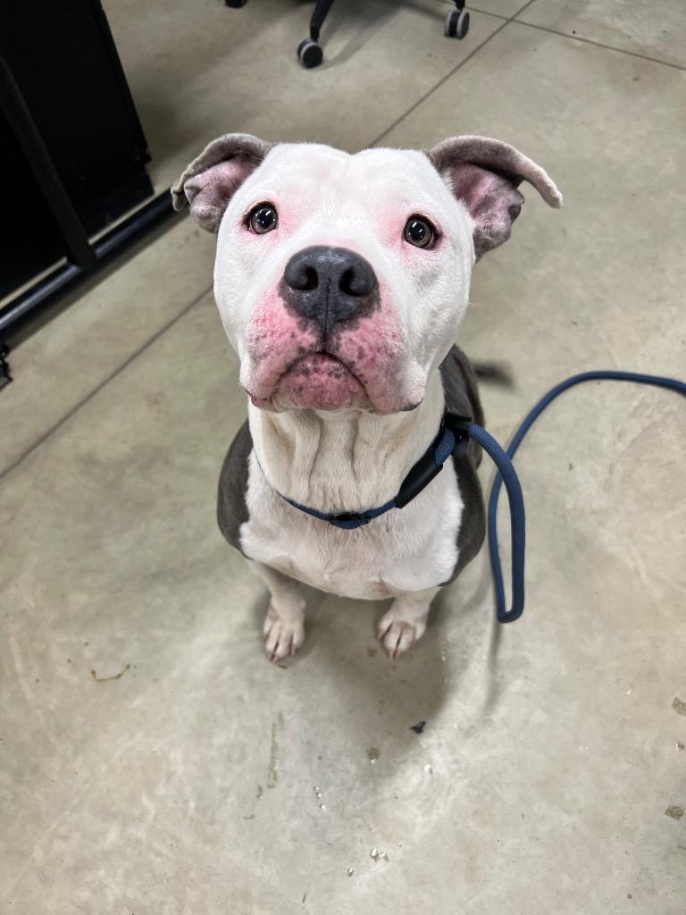 Enlarge Nala - Fee Waived, a Adoptable American Staffordshire Terrier in Pierceton, IN image 1/6