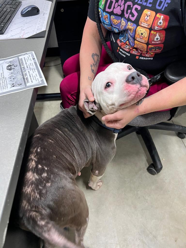 Enlarge Nala - Fee Waived, a Adoptable American Staffordshire Terrier in Pierceton, IN image 3/6