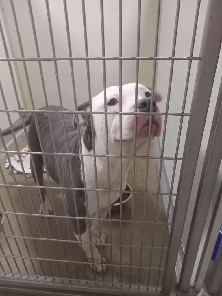 Enlarge Nala - Fee Waived, a Adoptable American Staffordshire Terrier in Pierceton, IN image 4/6