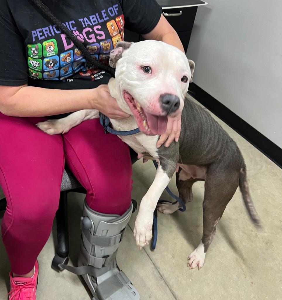 Enlarge Nala - Fee Waived, a Adoptable American Staffordshire Terrier in Pierceton, IN image 5/6