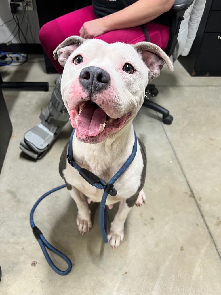 Enlarge Nala - Fee Waived, a Adoptable American Staffordshire Terrier in Pierceton, IN image 6/6