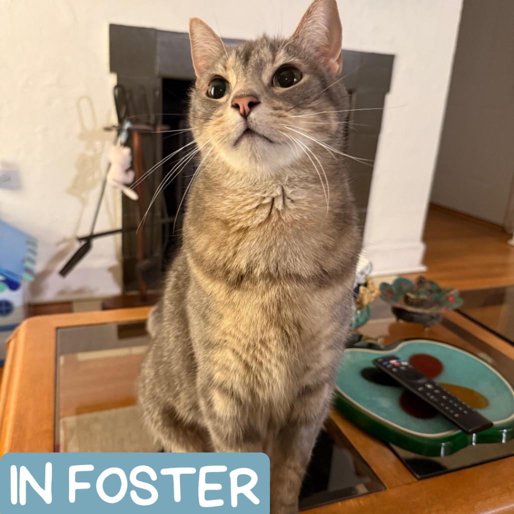 Enlarge Bishop, a Adoptable Domestic Short Hair in Denver, CO image 1/6