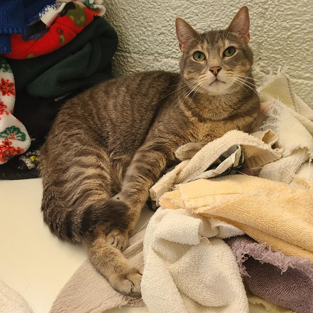 Enlarge Bishop, a Adoptable Domestic Short Hair in Denver, CO image 2/6