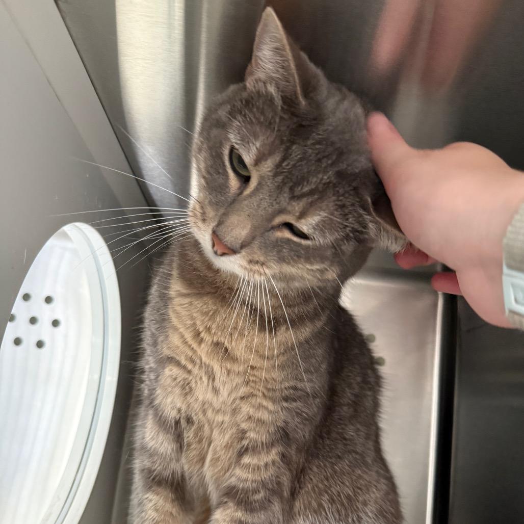 Enlarge Bishop, a Adoptable Domestic Short Hair in Denver, CO image 3/6