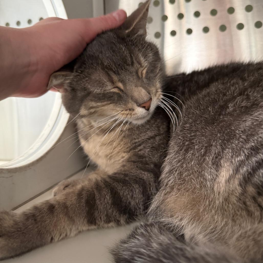 Enlarge Bishop, a Adoptable Domestic Short Hair in Denver, CO image 4/6