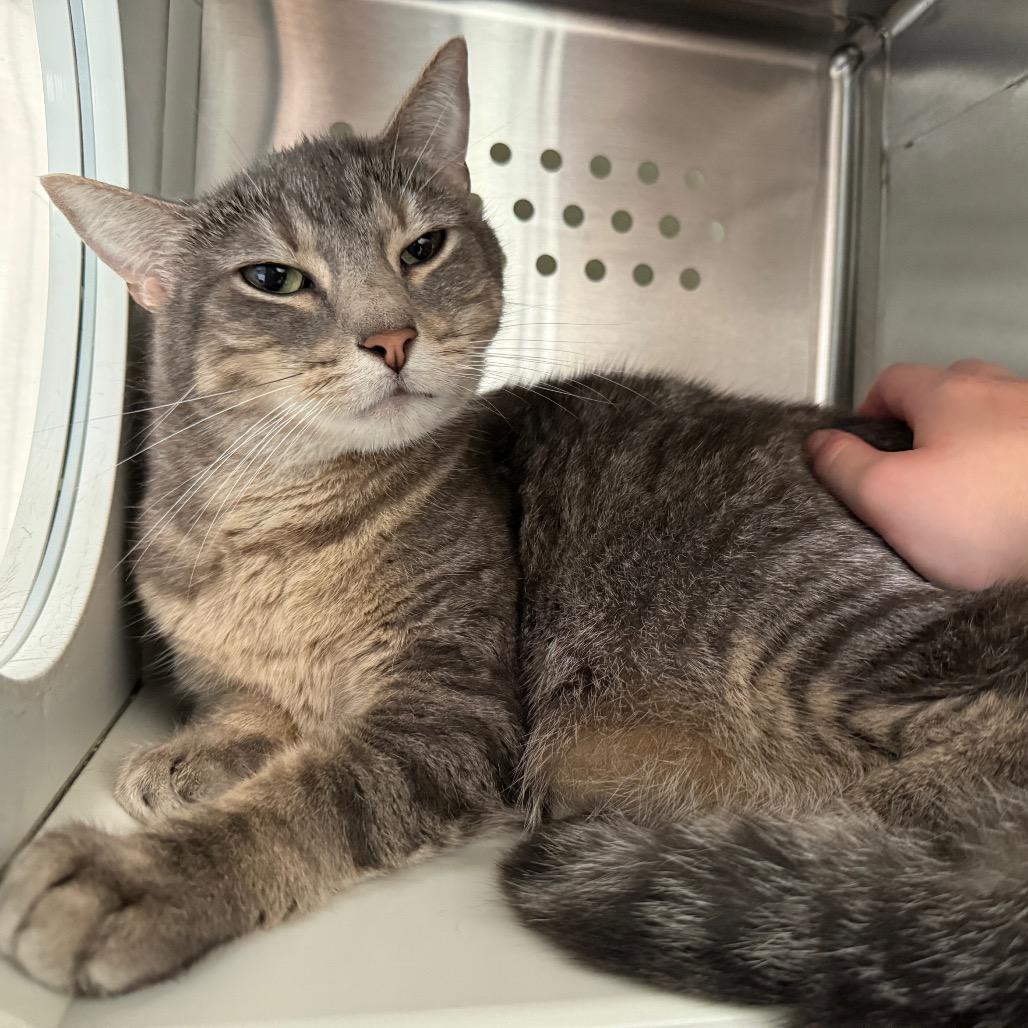 Enlarge Bishop, a Adoptable Domestic Short Hair in Denver, CO image 5/6