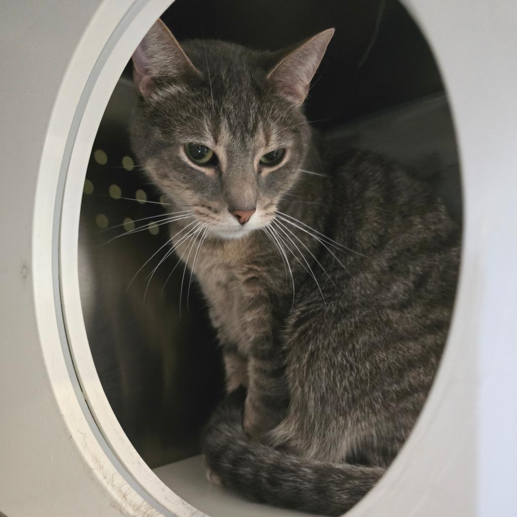 Enlarge Bishop, a Adoptable Domestic Short Hair in Denver, CO image 6/6