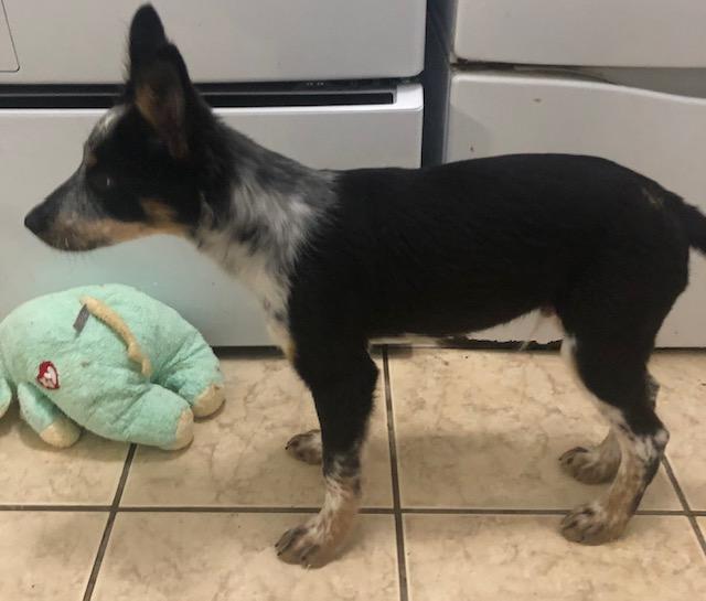 Enlarge Bluey, a Adoptable mixed breed in Colleyville, TX image 1/2