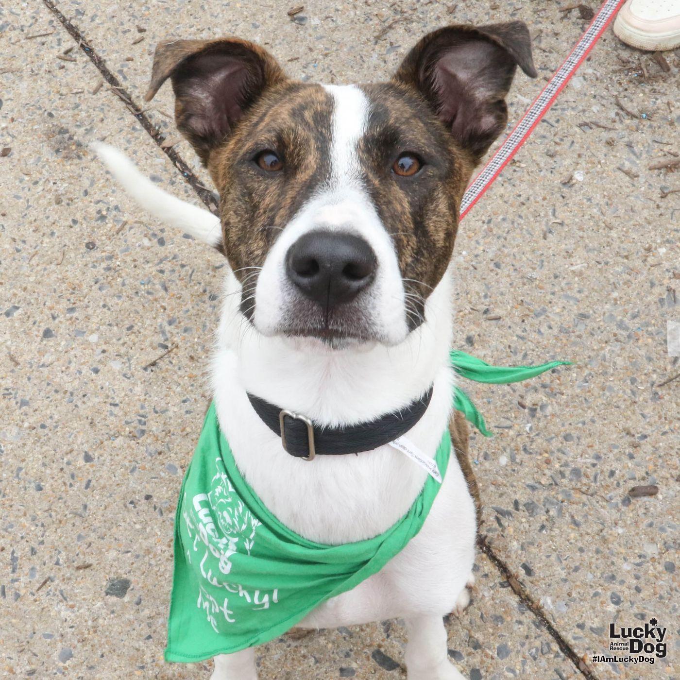 Enlarge Luigo, a Adoptable mixed breed in Washington, DC image 1/3