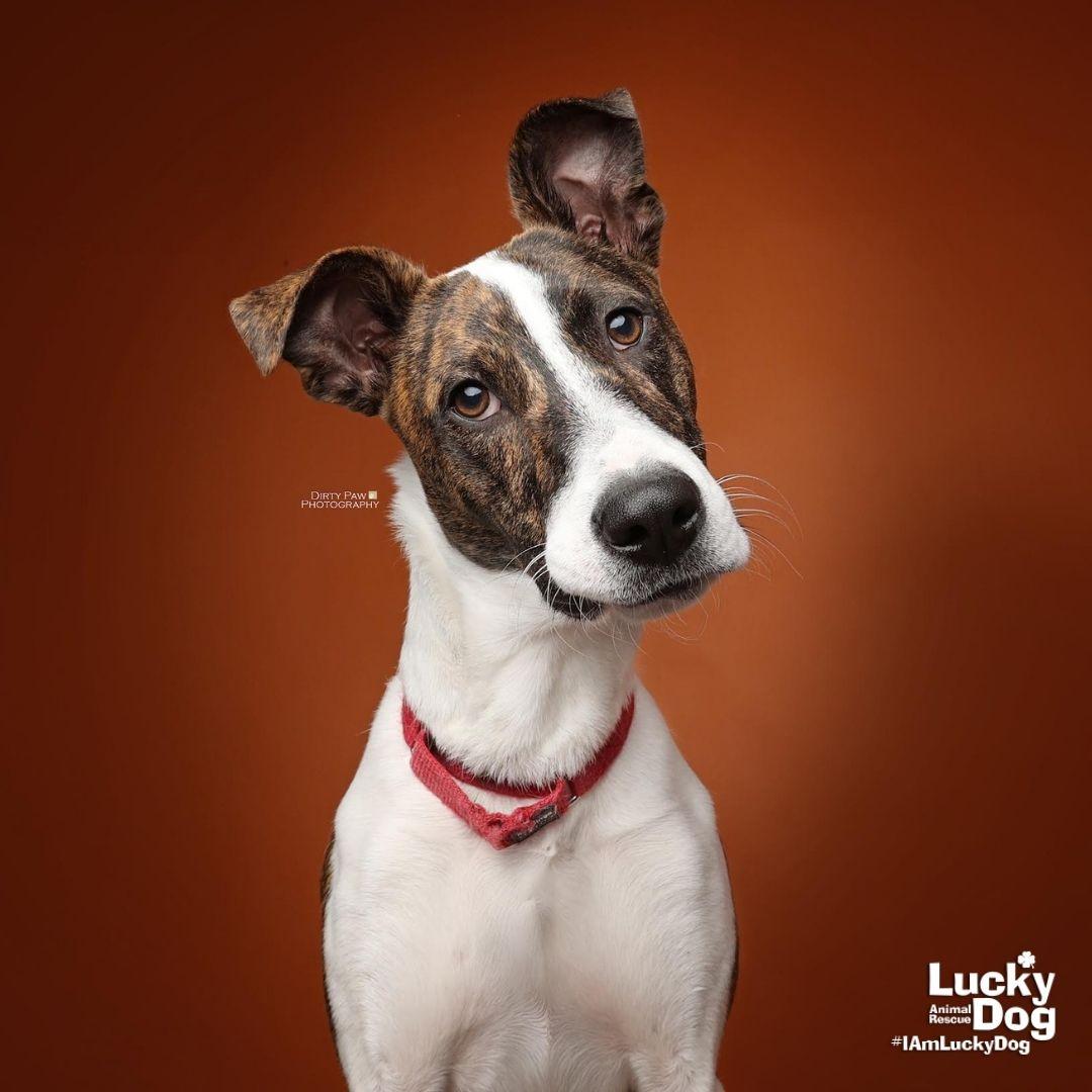 Luigo, Adoptable, Young Male Shepherd & Australian Cattle Dog / Blue Heeler.