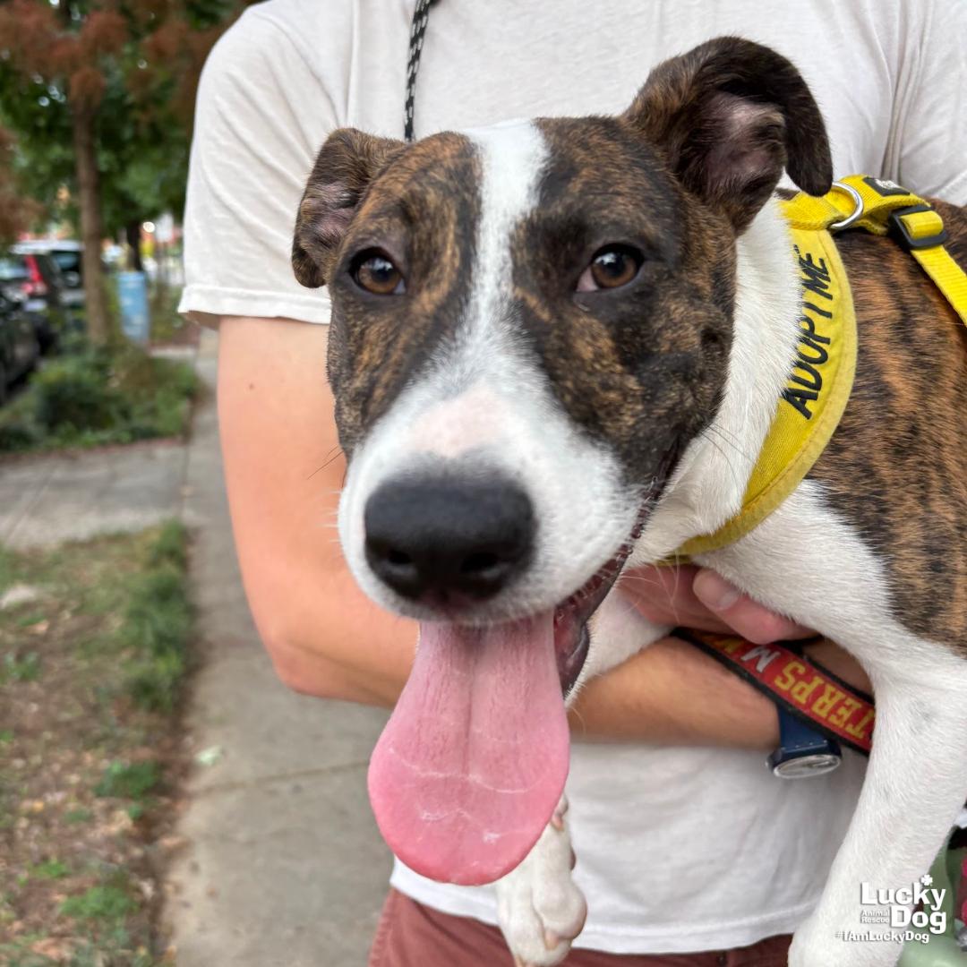 Luigo, Adoptable, Young Male Shepherd & Australian Cattle Dog / Blue Heeler.