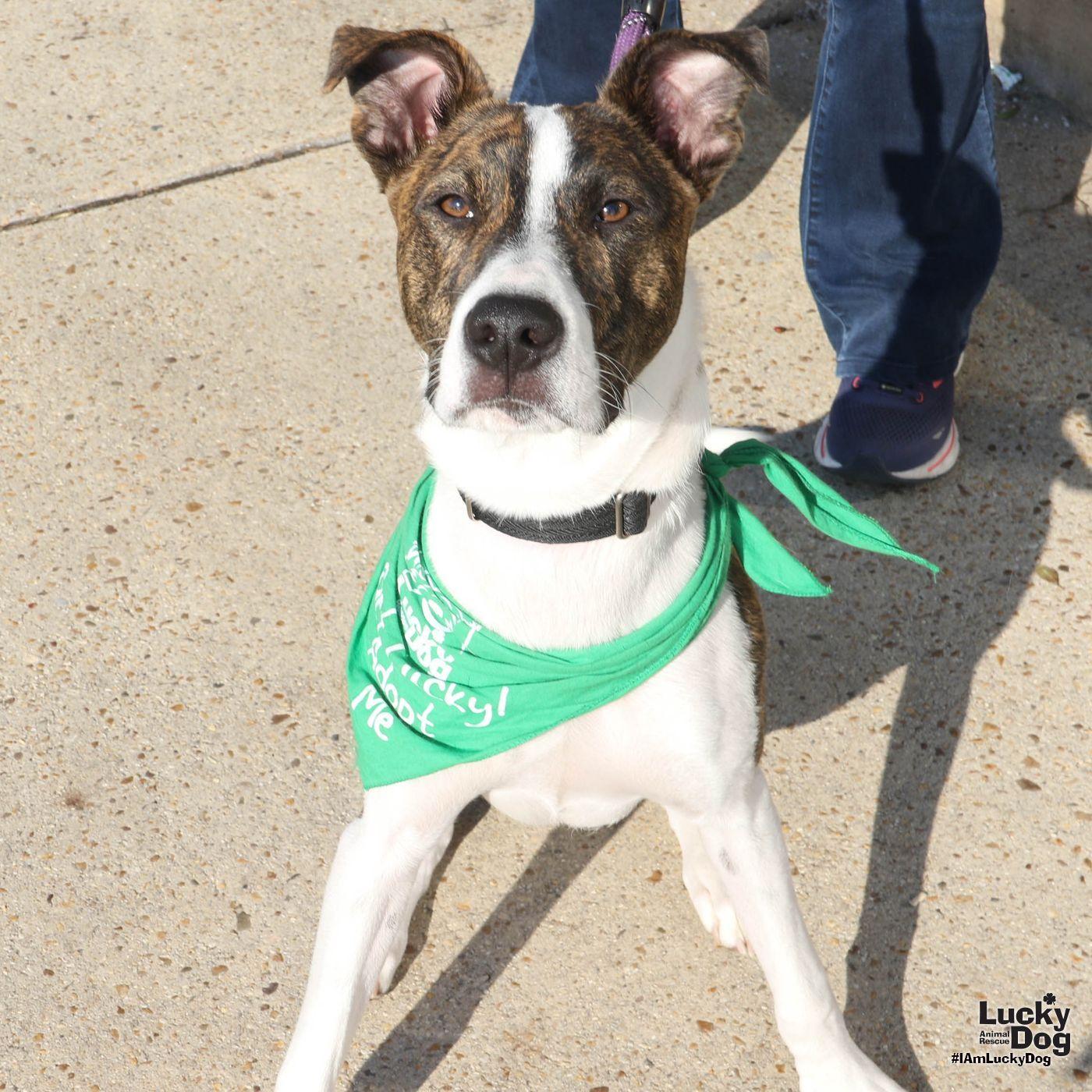 Enlarge Luigo, a Adoptable mixed breed in Washington, DC image 2/3