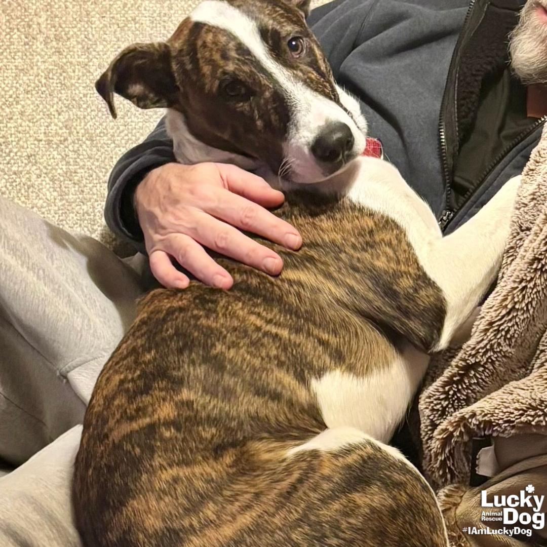 Enlarge Luigo, a Adoptable mixed breed in Washington, DC image 3/3