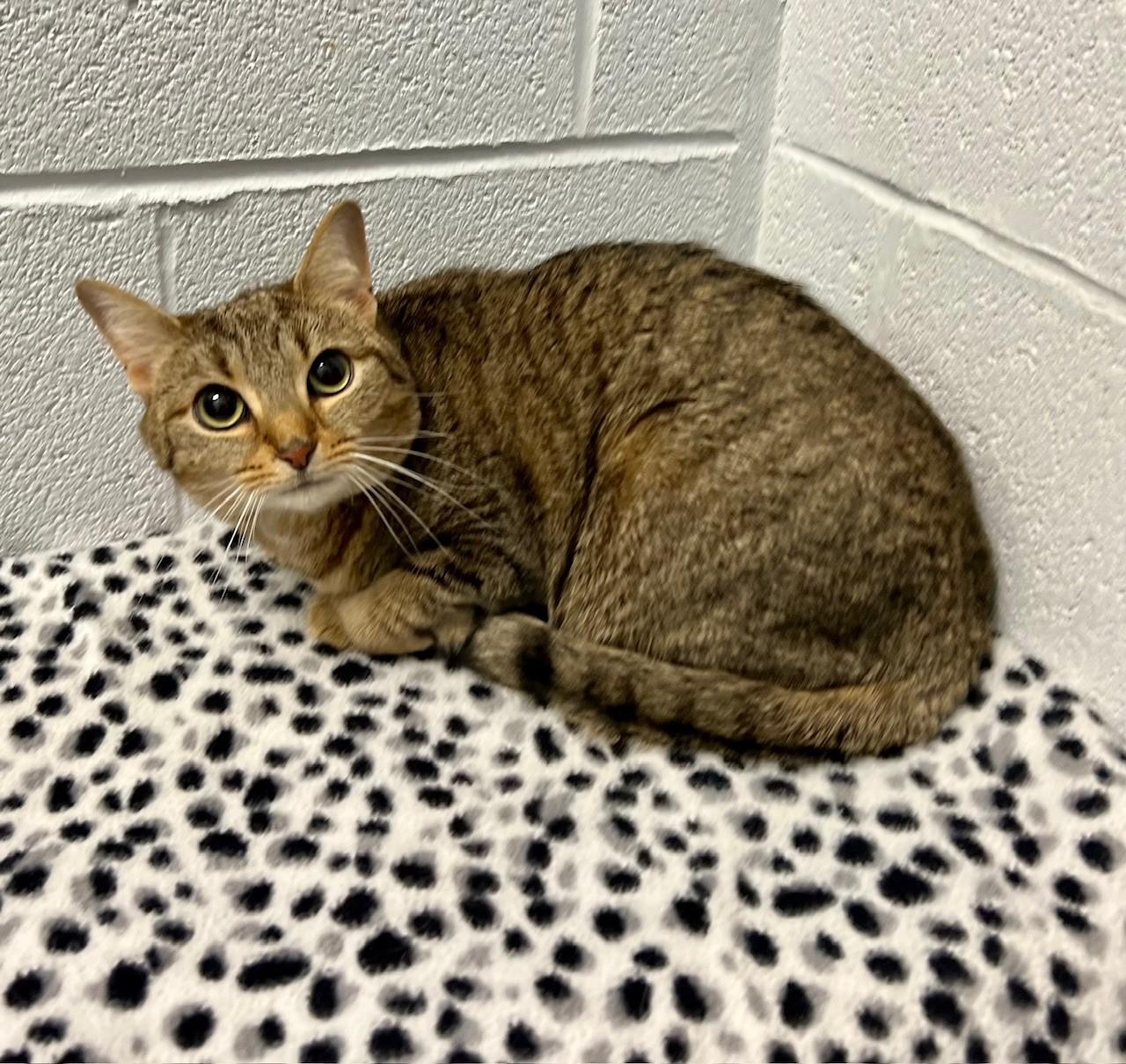 Emmy, ADOPTABLE, Adult Female Domestic Short Hair.