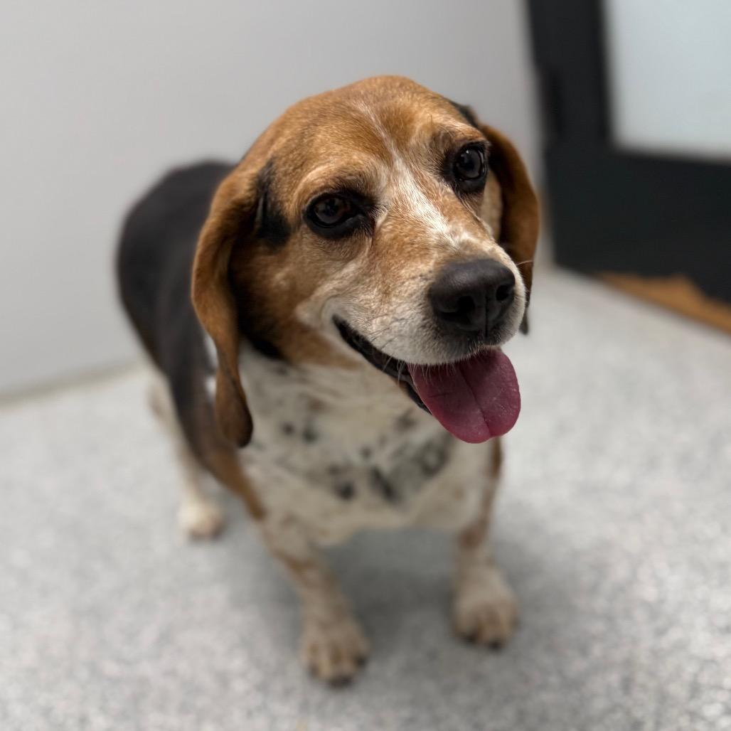 Enlarge Cooper, a ADOPTABLE mixed breed in Monticello, IA image 4/5