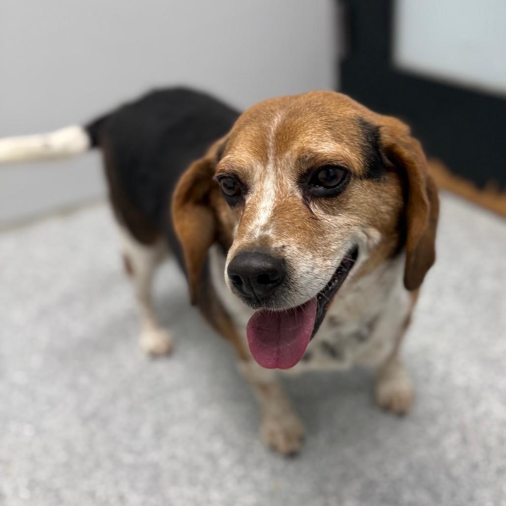 Enlarge Cooper, a ADOPTABLE mixed breed in Monticello, IA image 1/5