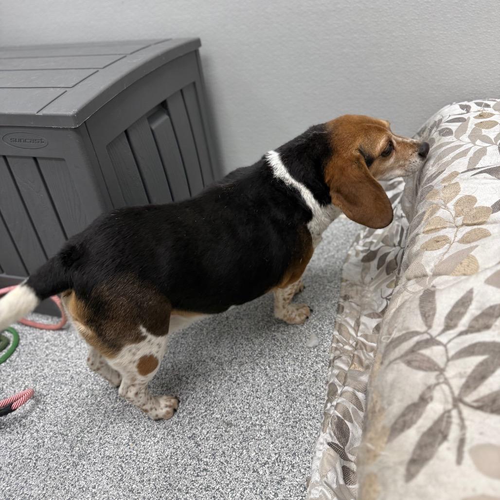 Enlarge Cooper, a ADOPTABLE mixed breed in Monticello, IA image 5/5