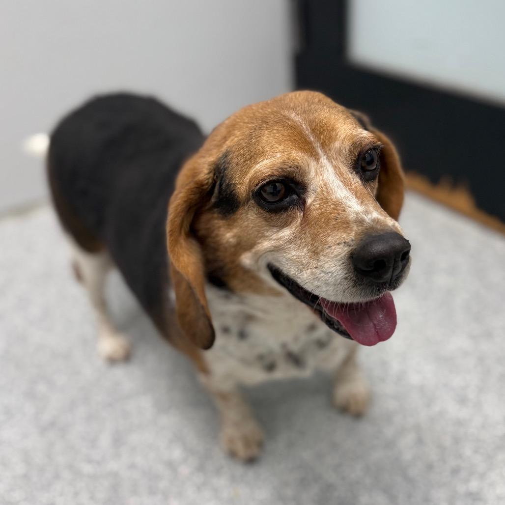 Enlarge Cooper, a ADOPTABLE mixed breed in Monticello, IA image 3/5